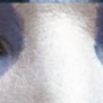 cropped-cropped-cropped-festival.jpg